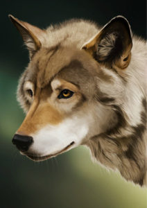 Photoshop-tutorial-digital-painting-wolf