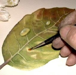 How to Paint Leaves Autumn Leaf Painting Watercolor Art Instruction